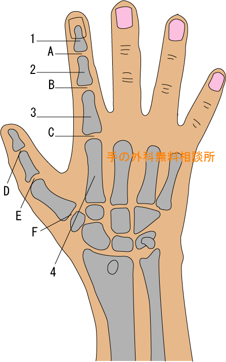 DIP関節,　PIP関節,　MP関節,　IP関節,　母指CM関節,　末節骨,　中節骨,　基節骨,　中手骨